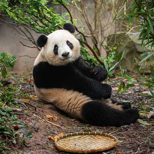 Chengdu Research Base of Giant Panda Breeding